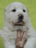 S&CH Steniatka 5,5weeks 026